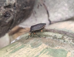 Brachystethus improvisus