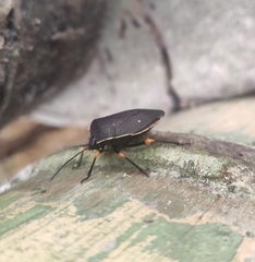 Brachystethus improvisus