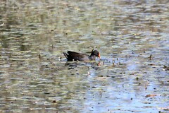 Gallinula tenebrosa