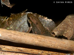 Crossodactylus gaudichaudii