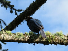 Cyanocorax caeruleus