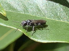 Pison spinolae