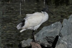 Threskiornis molucca