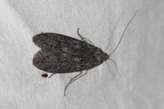 Heteromicta pachytera