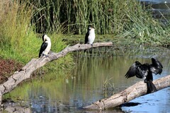 Microcarbo melanoleucos