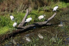 Threskiornis molucca