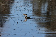 Microcarbo melanoleucos