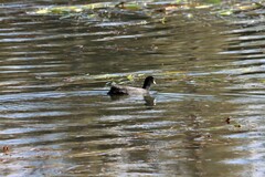 Fulica atra australis