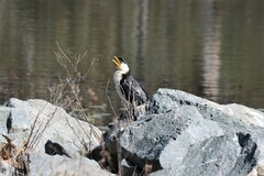 Microcarbo melanoleucos