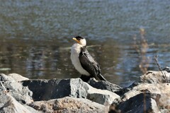 Microcarbo melanoleucos