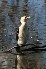 Microcarbo melanoleucos