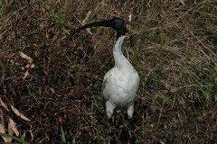 Threskiornis molucca