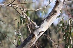 Manorina melanocephala