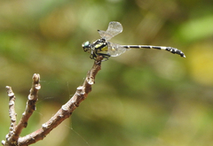 Austroepigomphus praeruptus