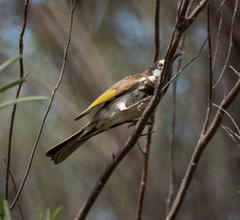 Purnella albifrons