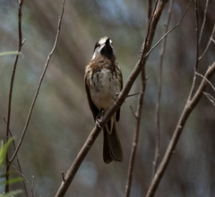 Purnella albifrons