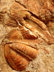 Trilobita