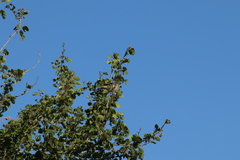 Leiothlypis virginiae