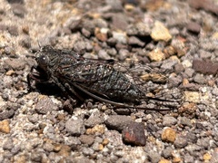 Atrapsalta encaustica