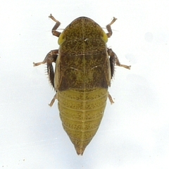 Aphrodes