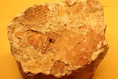 Trilobita