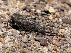 Atrapsalta encaustica