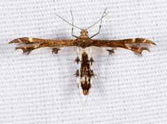 Geina tenuidactylus