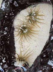 Anthopleura mariscali