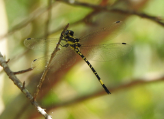 Parasynthemis regina