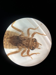 Hylogomphus parvidens