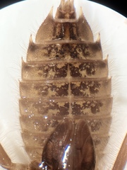 Hylogomphus parvidens