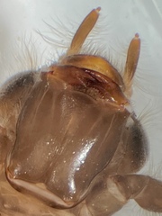 Hylogomphus parvidens