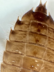 Hylogomphus parvidens