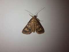 Niphograpta albiguttalis