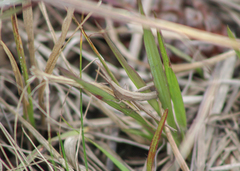 Achurum carinatum