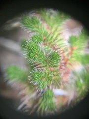 Selaginella hansenii