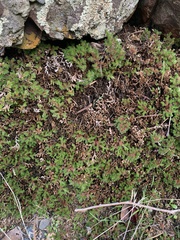 Selaginella hansenii