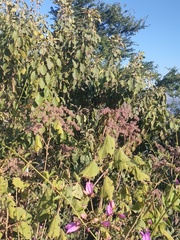 Heliocarpus terebinthinaceus