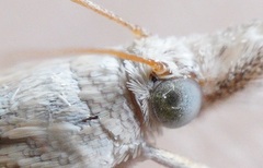 Crambus perlella