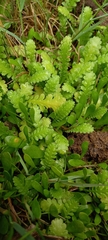 Leptinella dioica