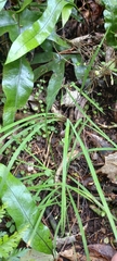 Arthropodium candidum