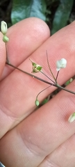 Arthropodium candidum