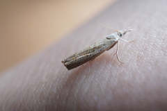 Crambus perlella