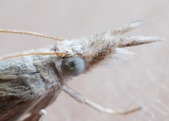 Crambus perlella