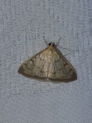 Spilomelinae