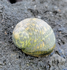 Nerita scabricosta