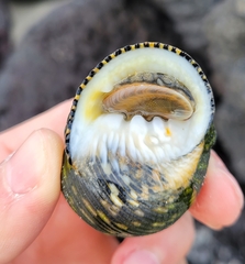 Nerita scabricosta