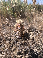 Aphyllon corymbosum