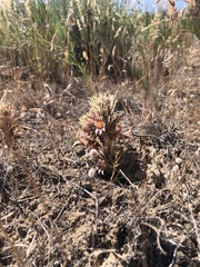 Aphyllon corymbosum