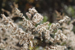 Eupatorium capillifolium